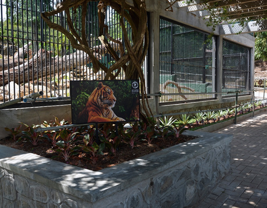 Design and construction of Enclosure for Jaguar and White Tiger at Dehiwala Zoo